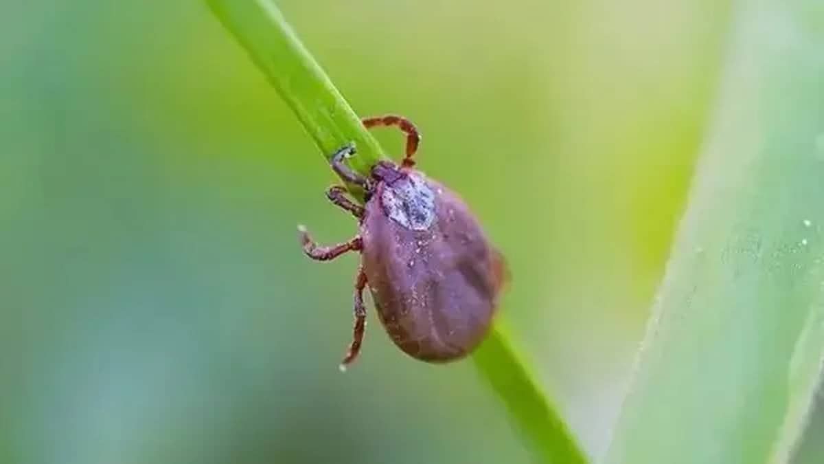 Extrema, no Sul de Minas, confirma um caso de febre maculosa