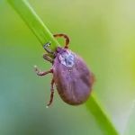 Extrema, no Sul de Minas, confirma um caso de febre maculosa