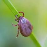 Extrema, no Sul de Minas, confirma um caso de febre maculosa