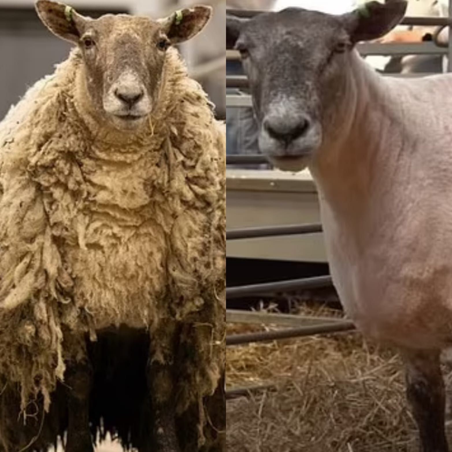Fiona, ovelha solitária da Grã-Bretanha, passa por sua 1ª tosquia após resgate