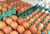 Diferença entre preços de ovos vermelhos e brancos supera 40%