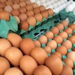 Ovo continua liderando o consumo das proteínas
