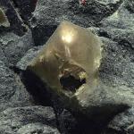“Ovo dourado“ encontrado no fundo do mar impressiona cientistas, que buscam explicações