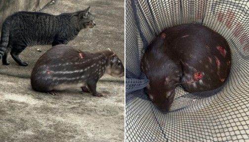 Paca atacada por cães é salva pelo Corpo de Bombeiros em Patos de Minas