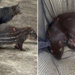 Paca atacada por cães é salva pelo Corpo de Bombeiros em Patos de Minas