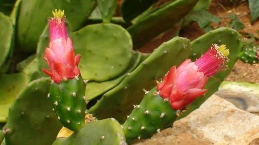 Palma é rica em fibras, nutrientes e água