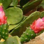 Minas sediará congresso sobre palma forrageira; planta é considerada um dos “alimento do futuro”