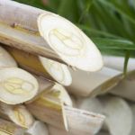 Considerado ‘unanimidade’, palmito é alternativa de produção no sul de Minas