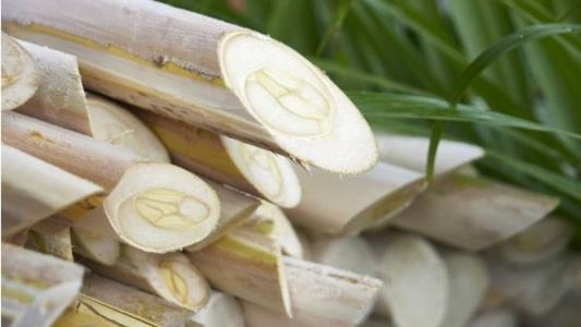 Palmito vai bem em saladas, tortas, pizzas e salgados