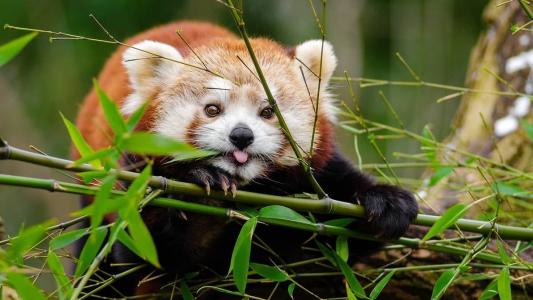 Pandas nascem em bioparque francês