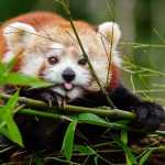 'Reds' da Disney? Dois pandas-vermelhos em risco de extinção nascem na França