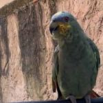 Papagaios viralizam cantando hit de Joelma: ‘até o gritinho’; veja