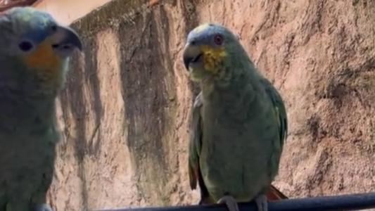 Papagaios cantam hit de Joelma e ganham as redes sociais