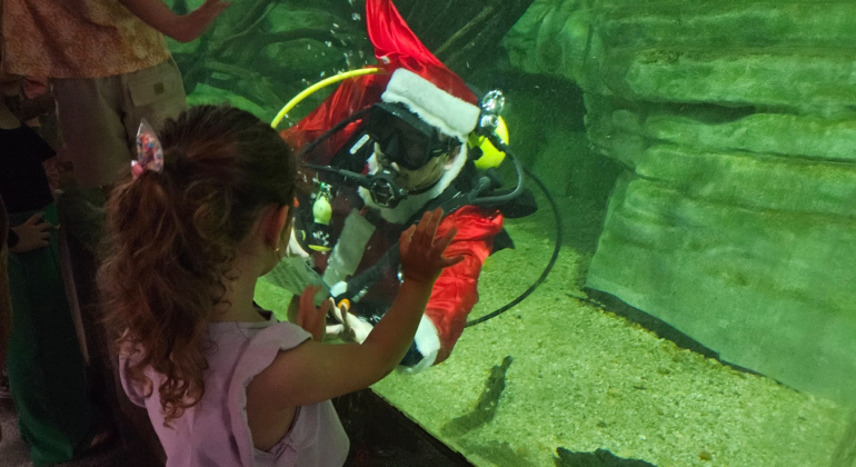 Papai Noel faz mergulho no Aquário do Rio São Francisco no zoológico de BH; veja programação