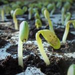 Brasil se firma como maior produtor mundial de soja; entenda