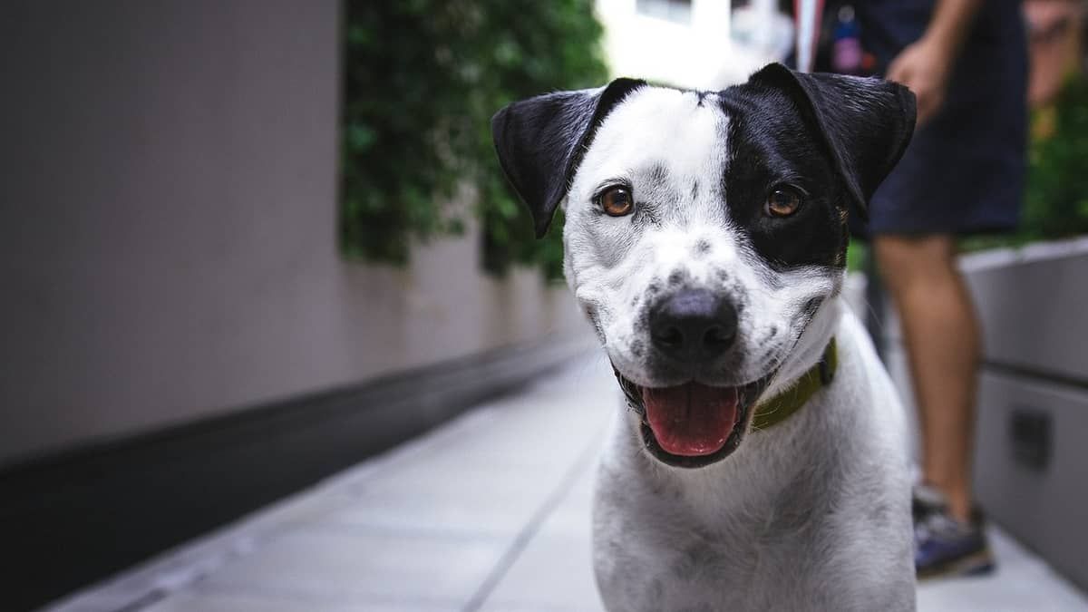 Pesquisa da PUC/MG mostra que falar suave com cães é mais efetivo