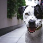 Pesquisa da PUC/MG mostra que falar suave com cães é mais efetivo