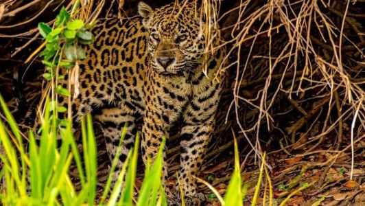 Parque é considerado o paraíso das onças-pintadas