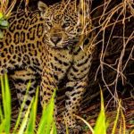 Incêndios ameaçam paraíso das onças-pintadas no Pantanal; entenda