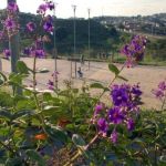 Mulher é estuprada dentro de parque ecológico, no Barreiro, em BH