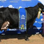 Campeãs da Megaleite podem ter até 100% de valorização; saiba como funcionam os torneios leiteiros