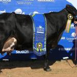 Campeãs da Megaleite podem ter até 100% de valorização; saiba como funcionam os torneios leiteiros