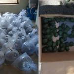 Mais de 100 tartarugas e arraias são resgatadas de condições de maus-tratos em Minas