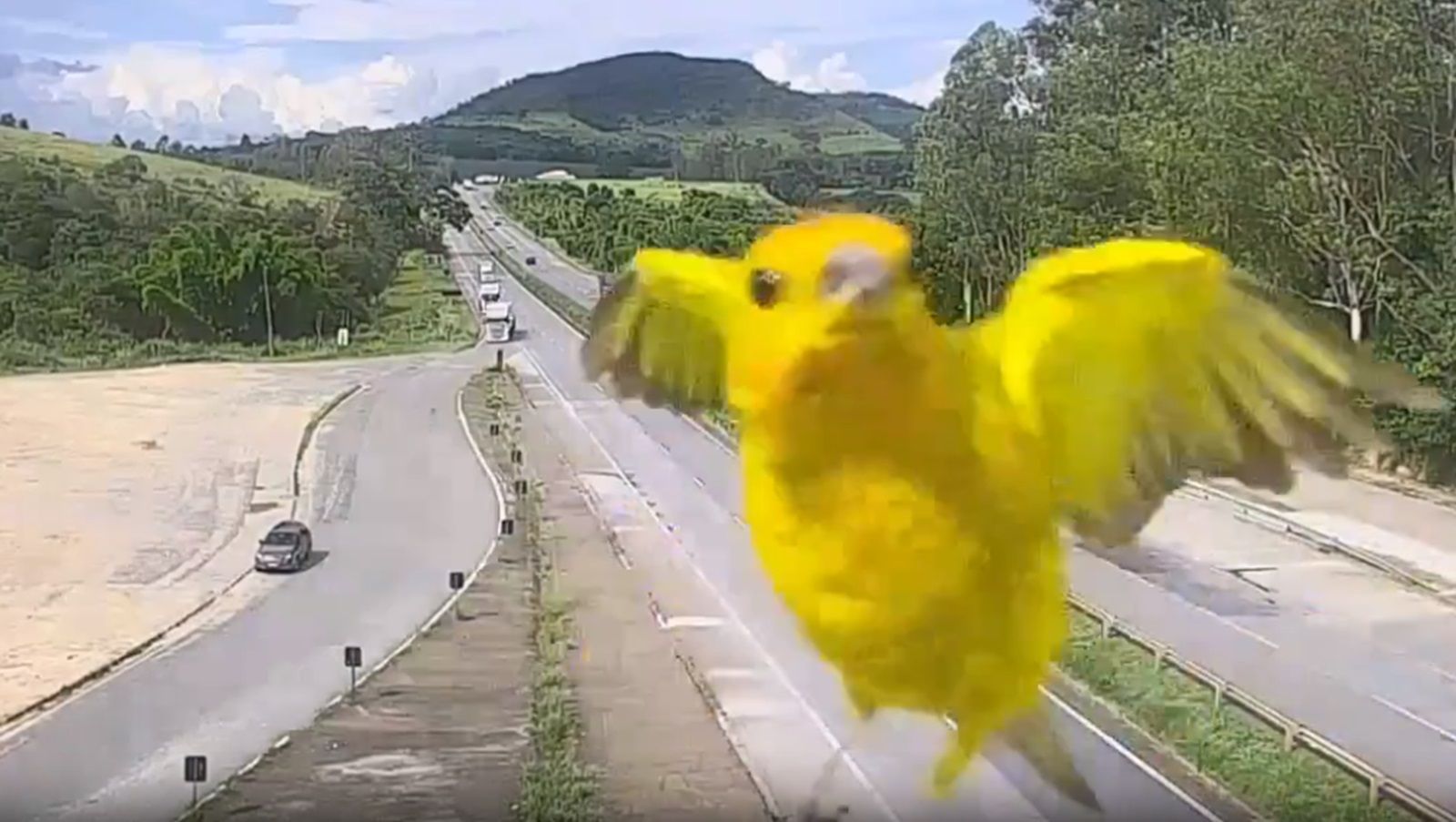 Vídeo: canário-da-terra 'faz gracinha' em câmera de monitoramento da BR-381, em MG