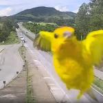 Vídeo: canário-da-terra 'faz gracinha' em câmera de monitoramento da BR-381, em MG