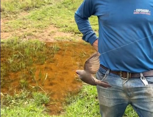 Vídeo: fio de teia de aranha prende passarinho bico-de-lacre em MG: 'Arapuca'