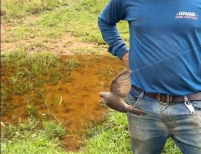 Passarinho foi solto e precisou pousar em árvore para descansar