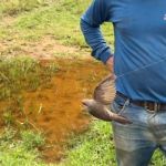 Vídeo: fio de teia de aranha prende passarinho bico-de-lacre em MG: 'Arapuca'