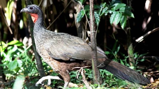 Pássaro Jacu - Imagem ilustrativa