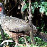 Café brasileiro que custa mais de R$ 1.100 mil vem de fezes de jacu  