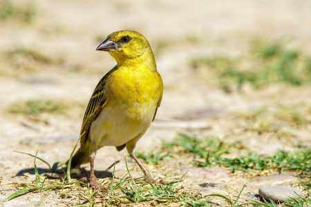 Desde a idade certa até o manejo dos filhotes, tutores devem priorizar o ciclo natural da ave e o foco na saúde e no bem-estar