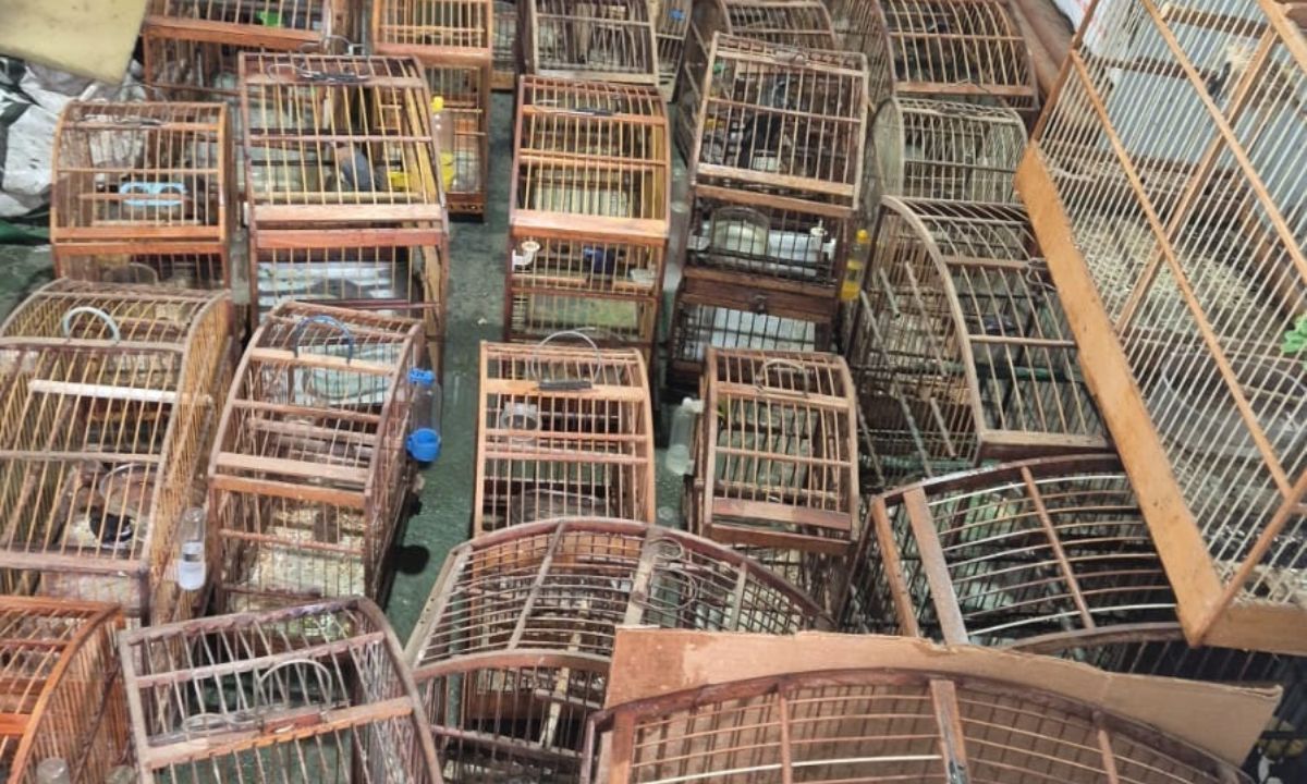 Homem é multado em mais de R$ 57 mil por manter pássaros silvestres em cativeiro em Viçosa (MG)