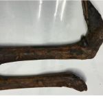 Patas de animal africano apreendidas em Guarulhos: saiba o que você pode levar em voos internacionais