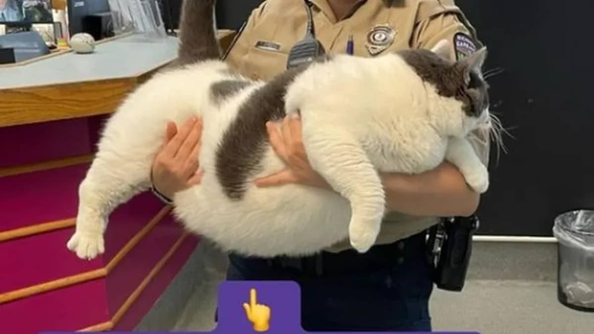 Vídeo: Patches, o gato de 18 quilos, é adotado e deixa lar de animais 