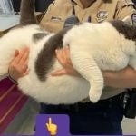 Vídeo: Patches, o gato de 18 quilos, é adotado e deixa lar de animais 