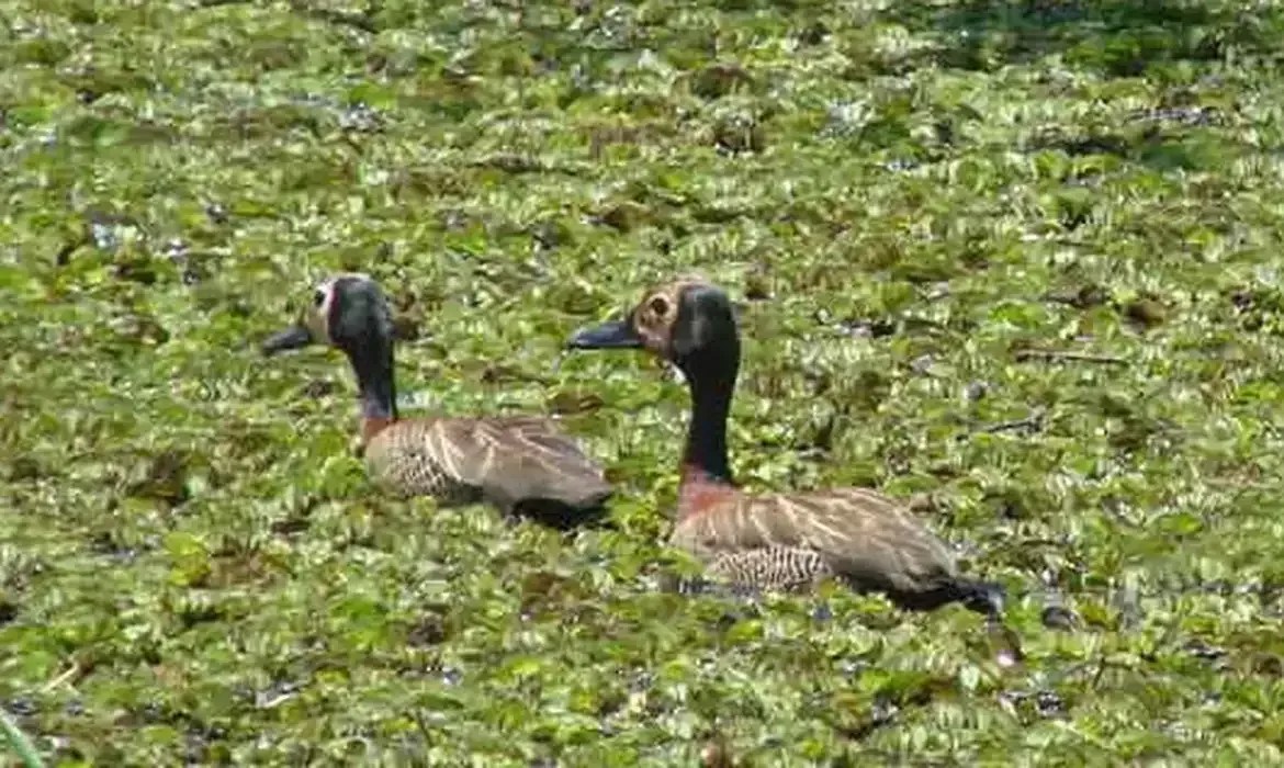 Estudo lista aves ameaçadas de extinção em parque de SP e pede prevenção