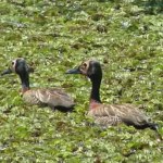 Estudo lista aves ameaçadas de extinção em parque de SP e pede prevenção