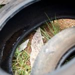 PBH reforça pedido para que população se previna contra a dengue e chikungunya