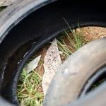 Prefeitura processa dono de lote que se recusou a limpar terreno com focos de dengue