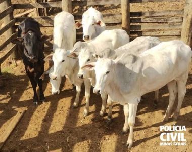Durante a operação foram recuperados 6 bovinos