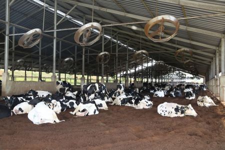 Pecuária em Minas Gerais