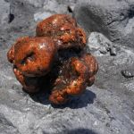 Pedra avaliada em R$2,6 milhões é encontrada em estômago de baleia na Espanha