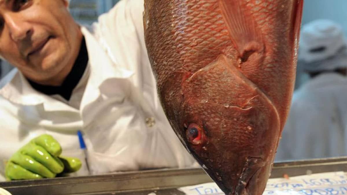 Semana do Pescado: evento que estimula consumo de peixes vai até 15 de setembro
