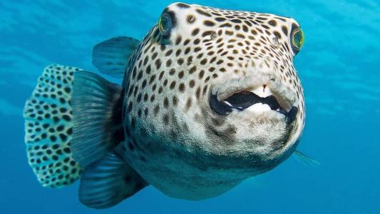 Peixe contém altas concentrações de veneno