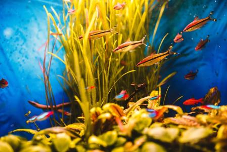 Plantas aquáticas naturais dão oxigenação, abrigo, equilíbrio e beleza ao aquário
