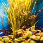 5 plantas ‘imortais’ que todo iniciante no aquarismo plantado deve conhecer